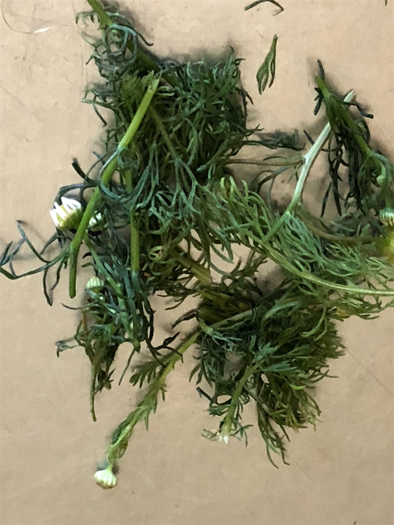 f:id:kaorunrun35:20190617214631j:image f:id:kaorunrun35:20190617214631j:image