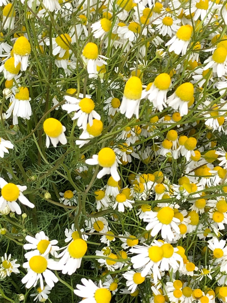 f:id:kaorunrun35:20190620061339j:image f:id:kaorunrun35:20190620061339j:image