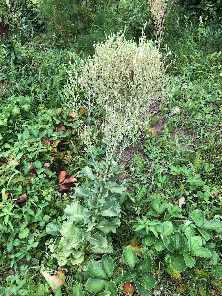 f:id:kaorunrun35:20190807171858j:image f:id:kaorunrun35:20190807171858j:image