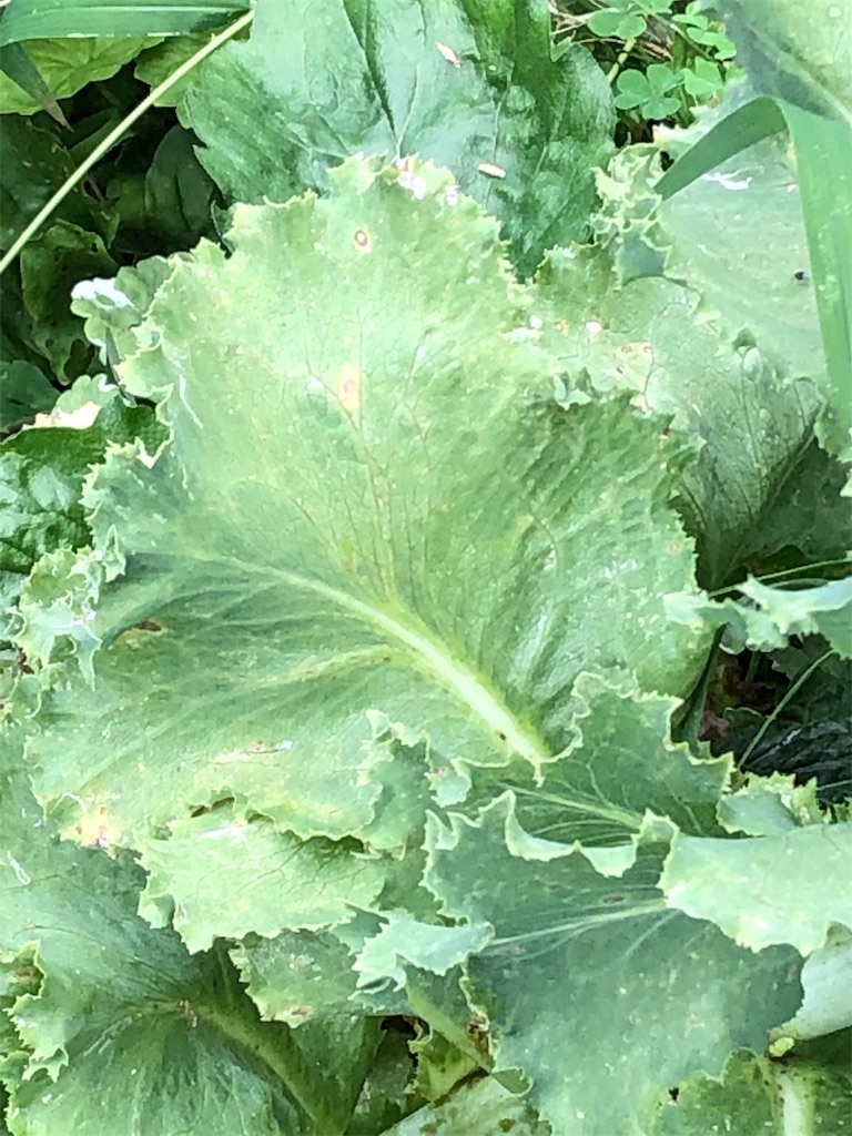f:id:kaorunrun35:20190807172123j:image f:id:kaorunrun35:20190807172123j:image