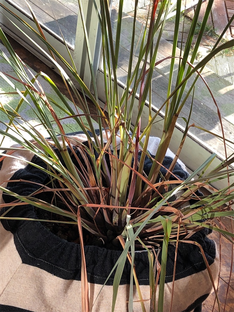 f:id:kaorunrun35:20191225092254j:image f:id:kaorunrun35:20191225092254j:image