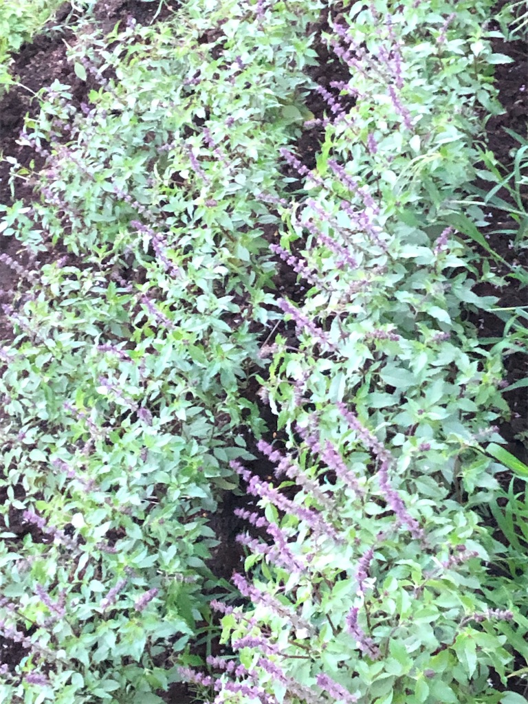 f:id:kaorunrun35:20210816183400j:image f:id:kaorunrun35:20210816183400j:image