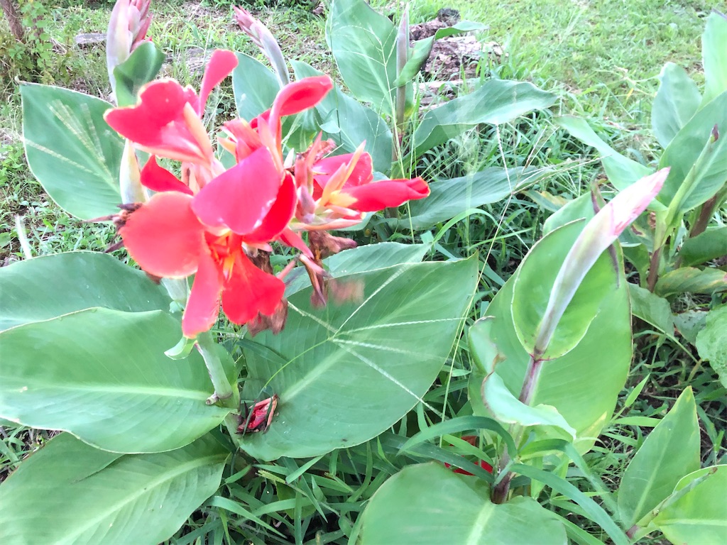 f:id:kaorunrun35:20210816183837j:image f:id:kaorunrun35:20210816183837j:image