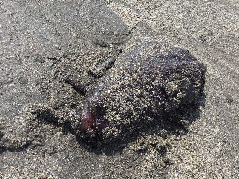 f:id:kaotandoll:20190224215718j:plain