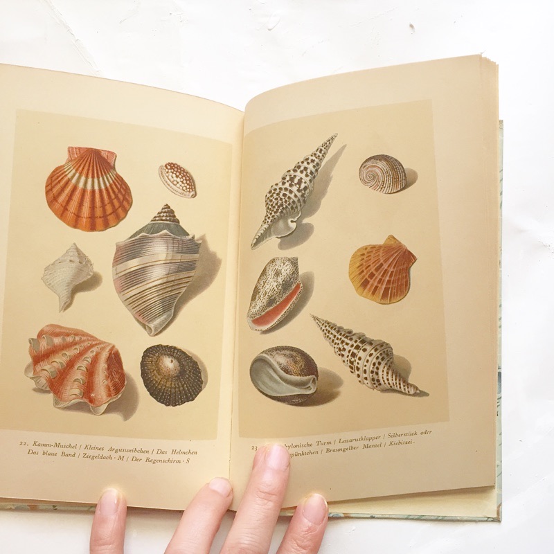 f:id:kaotandoll:20200518113052j:plain