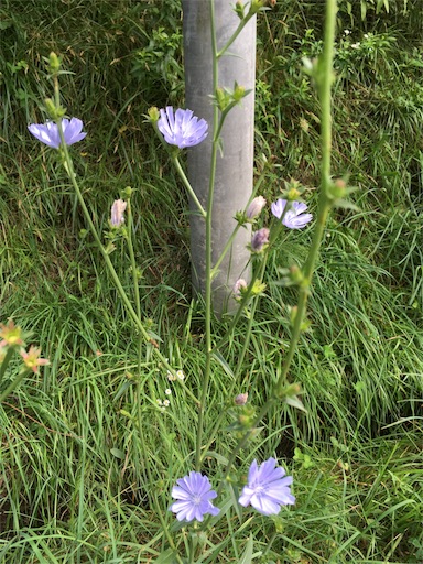 私の好きな道端の草花 北のはしっこ惑星