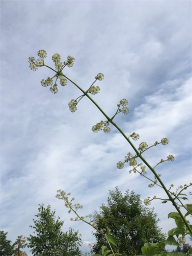 f:id:kapibara5168:20170922163055j:image