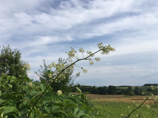 f:id:kapibara5168:20170929023139j:image