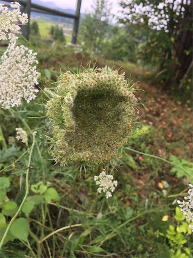 f:id:kapibara5168:20170930153521j:image