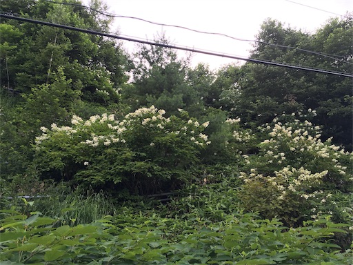 f:id:kapibara5168:20170930183736j:image