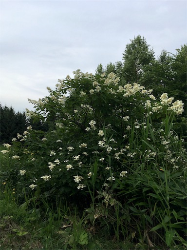 f:id:kapibara5168:20170930183903j:image