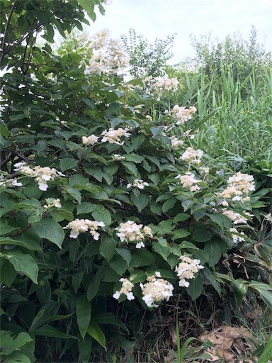 f:id:kapibara5168:20170930184047j:image