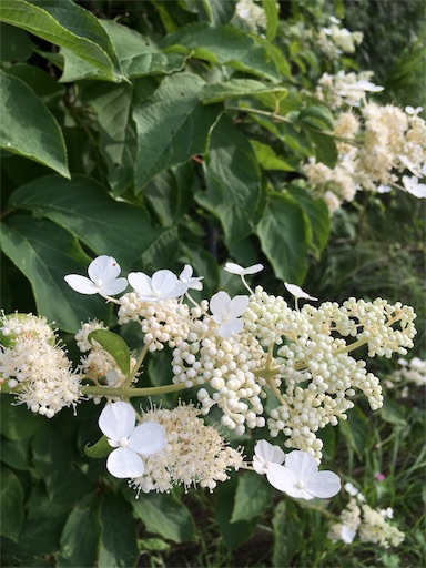 f:id:kapibara5168:20170930184326j:image