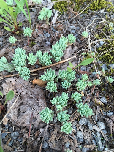 f:id:kapibara5168:20171001005702j:image