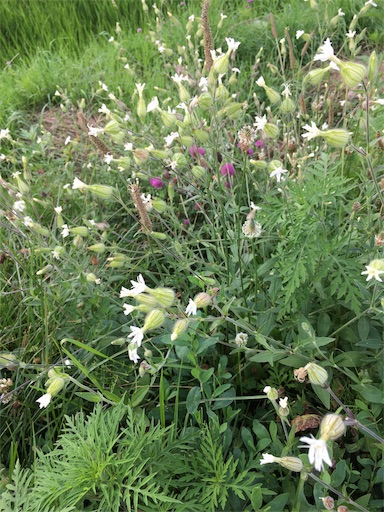 f:id:kapibara5168:20171001014817j:image