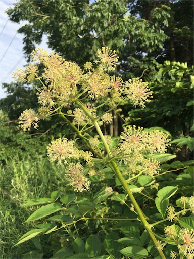 f:id:kapibara5168:20171030183629j:image