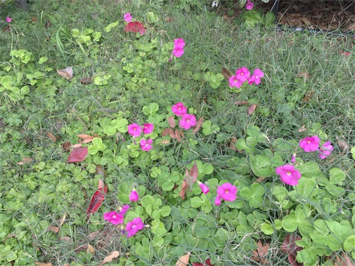 f:id:kapibara5168:20171122114006j:plain f:id:kapibara5168:20171122114006j:plain