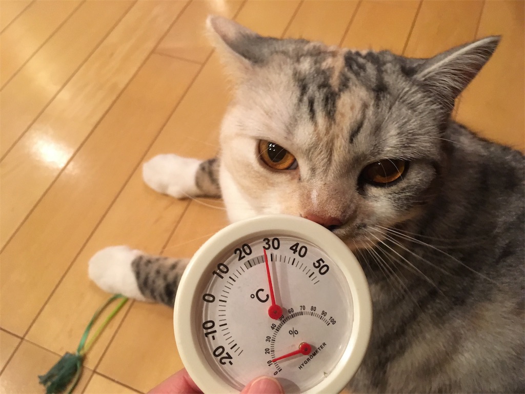 f:id:kapibara5168:20180202172355j:plain f:id:kapibara5168:20180202172355j:plain