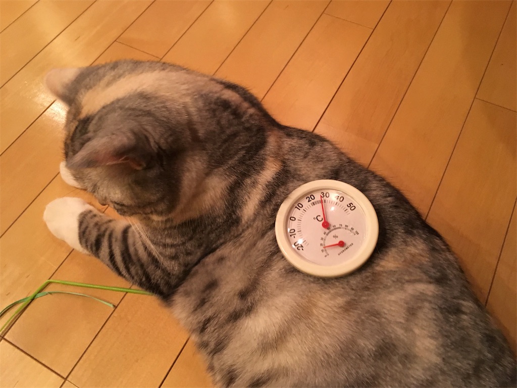 f:id:kapibara5168:20180202173707j:plain f:id:kapibara5168:20180202173707j:plain
