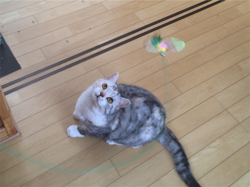 f:id:kapibara5168:20180217165221j:plain f:id:kapibara5168:20180217165221j:plain