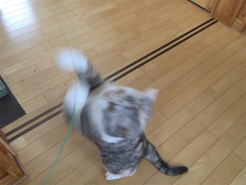f:id:kapibara5168:20180217165247j:plain f:id:kapibara5168:20180217165247j:plain