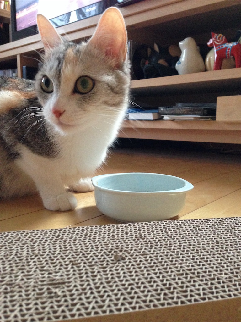 f:id:kapibara5168:20180302185425j:plain f:id:kapibara5168:20180302185425j:plain