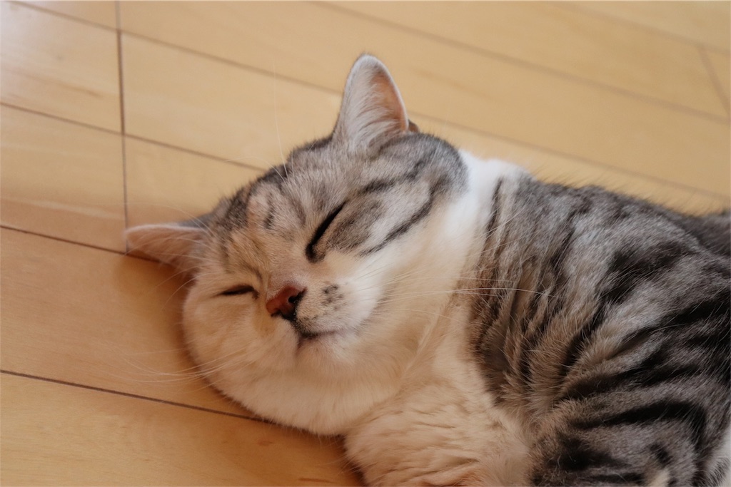 f:id:kapibara5168:20180316155107j:plain f:id:kapibara5168:20180316155107j:plain