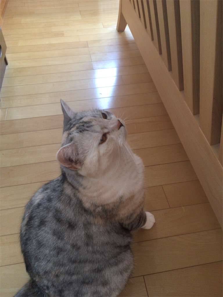 f:id:kapibara5168:20180327122149j:image f:id:kapibara5168:20180327122149j:image