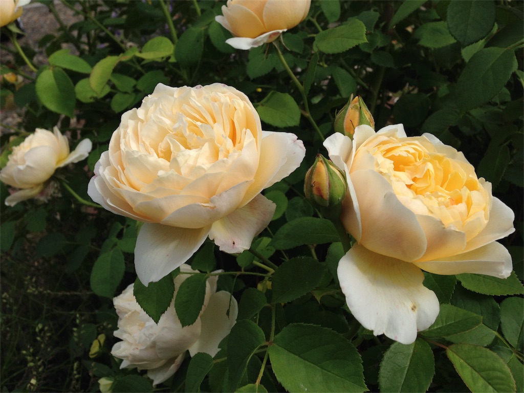 f:id:kapibara5168:20180330191201j:image f:id:kapibara5168:20180330191201j:image