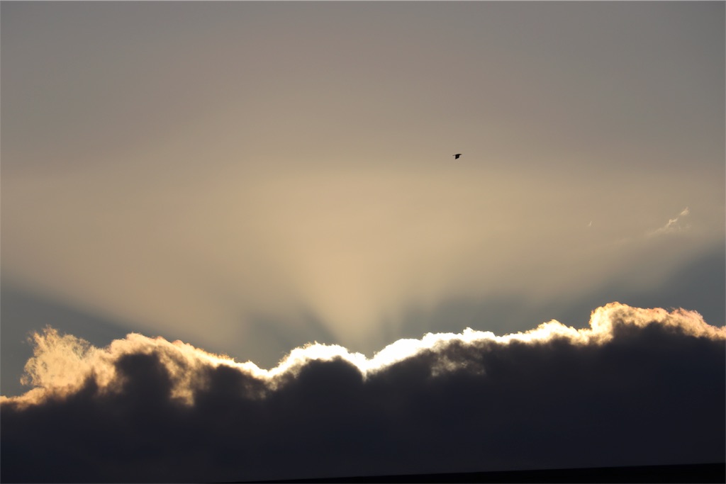 f:id:kapibara5168:20180331130534j:image f:id:kapibara5168:20180331130534j:image