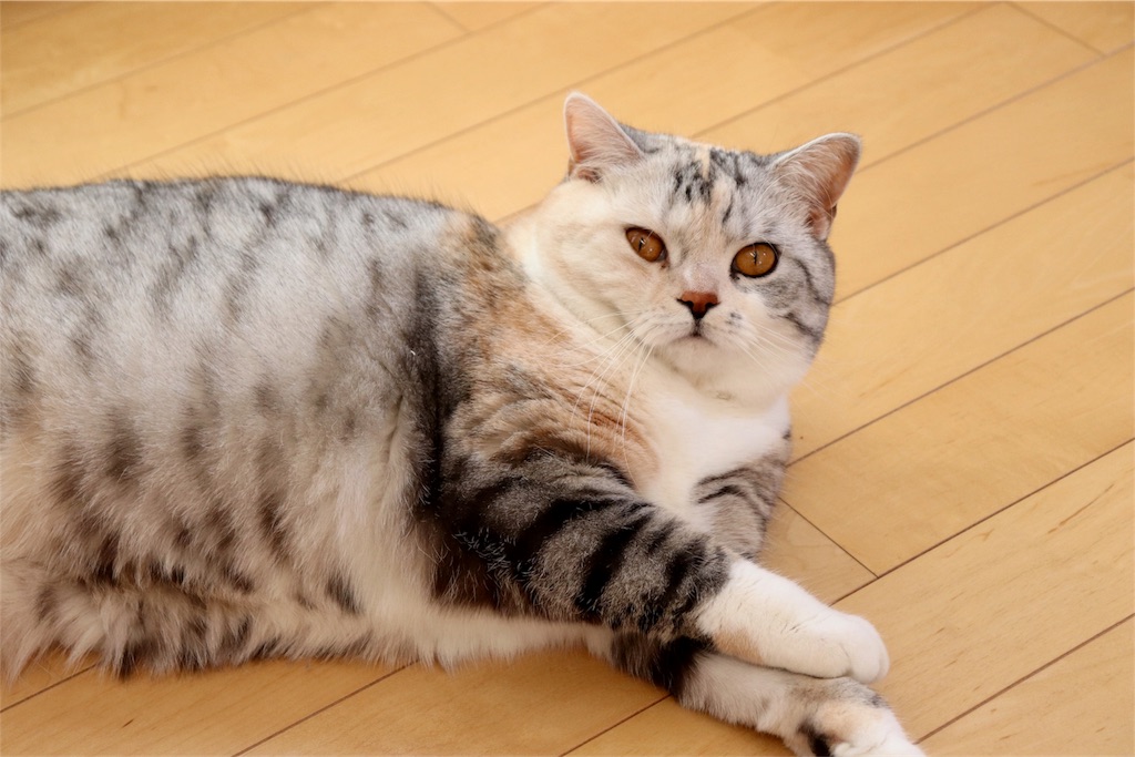 f:id:kapibara5168:20180410184058j:image f:id:kapibara5168:20180410184058j:image