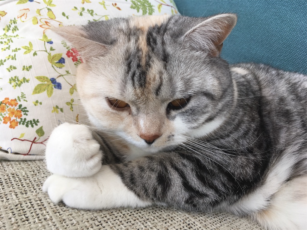 f:id:kapibara5168:20180410184415j:image f:id:kapibara5168:20180410184415j:image
