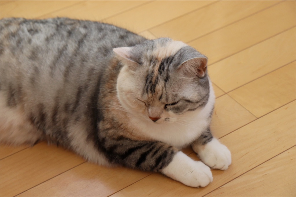 f:id:kapibara5168:20180410190833j:image f:id:kapibara5168:20180410190833j:image