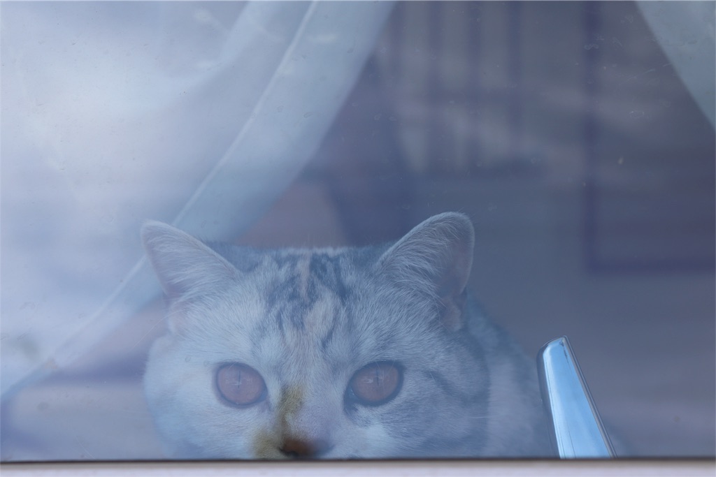 f:id:kapibara5168:20180422084834j:image f:id:kapibara5168:20180422084834j:image