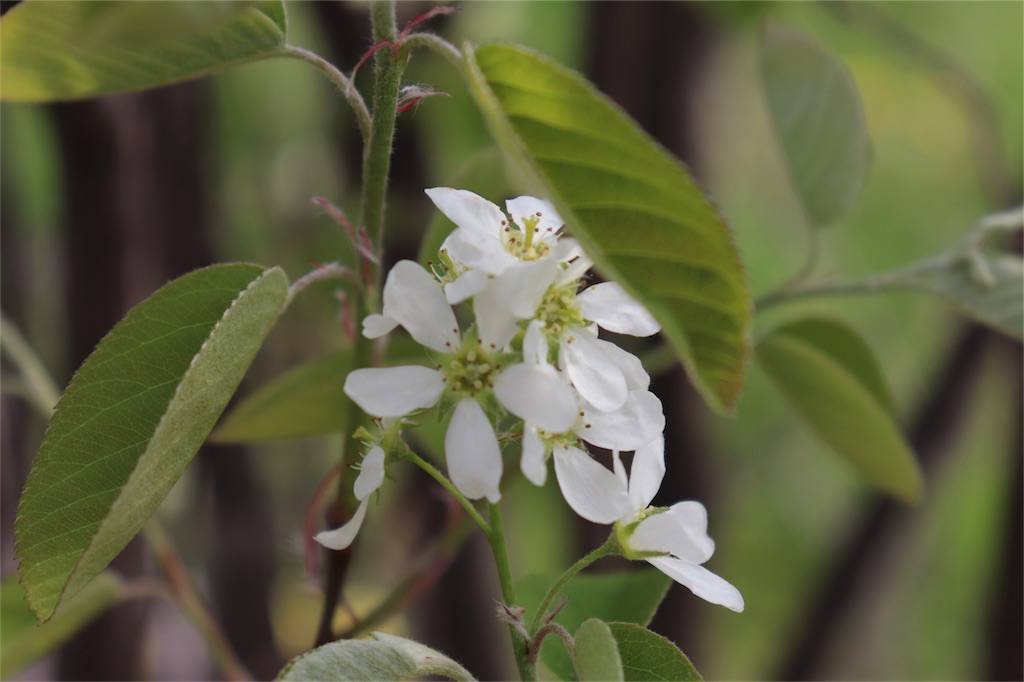 f:id:kapibara5168:20180516155806j:image f:id:kapibara5168:20180516155806j:image