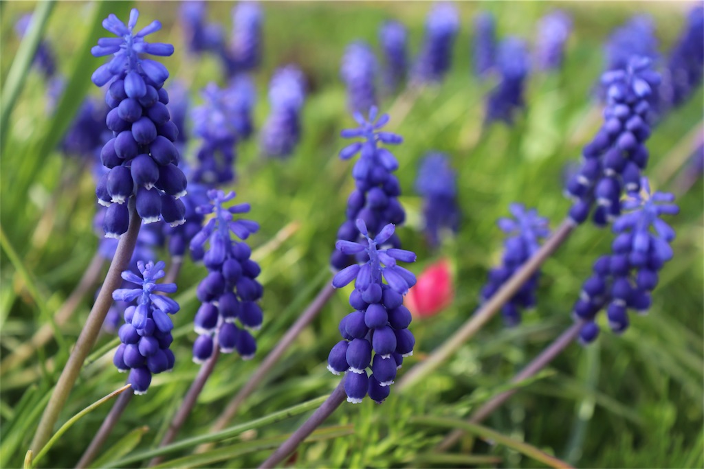 f:id:kapibara5168:20180516164509j:image f:id:kapibara5168:20180516164509j:image