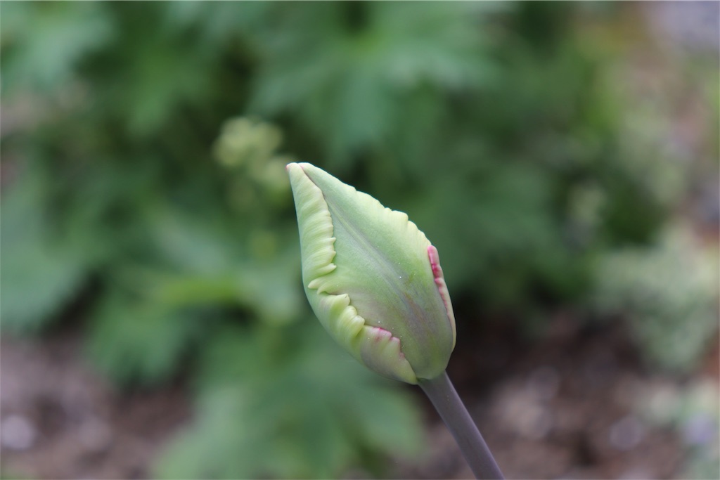 f:id:kapibara5168:20180516165218j:image f:id:kapibara5168:20180516165218j:image