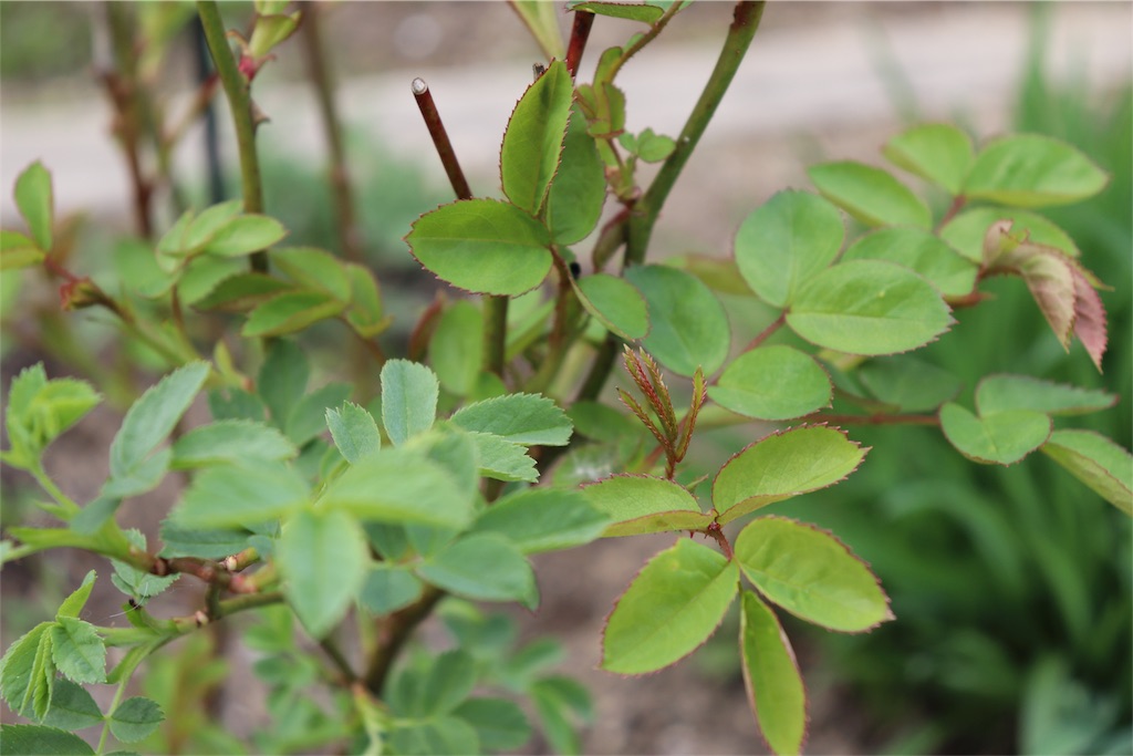 f:id:kapibara5168:20180516190800j:image f:id:kapibara5168:20180516190800j:image