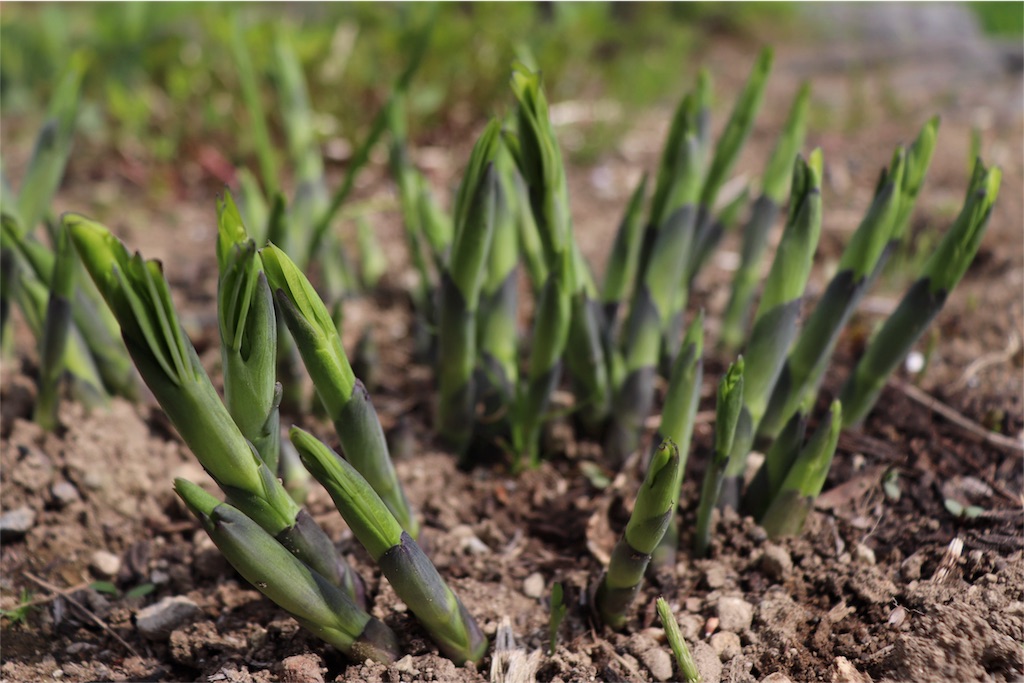 f:id:kapibara5168:20180516194136j:image f:id:kapibara5168:20180516194136j:image