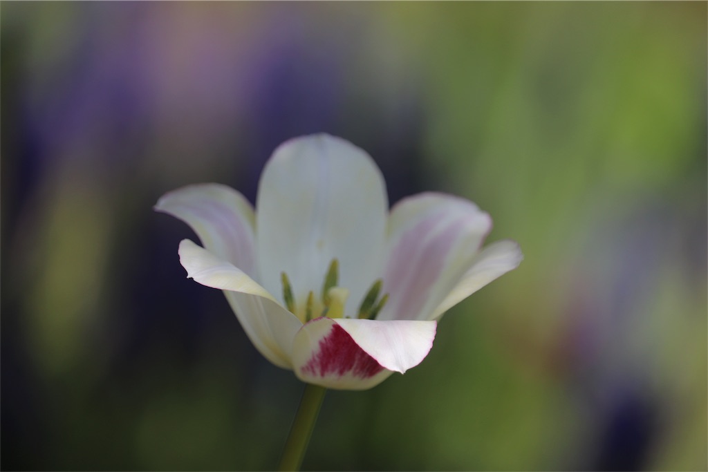 f:id:kapibara5168:20180524121825j:plain f:id:kapibara5168:20180524121825j:plain