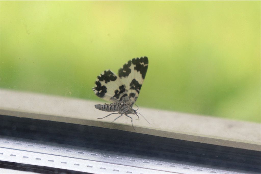 f:id:kapibara5168:20180610171100j:plain f:id:kapibara5168:20180610171100j:plain