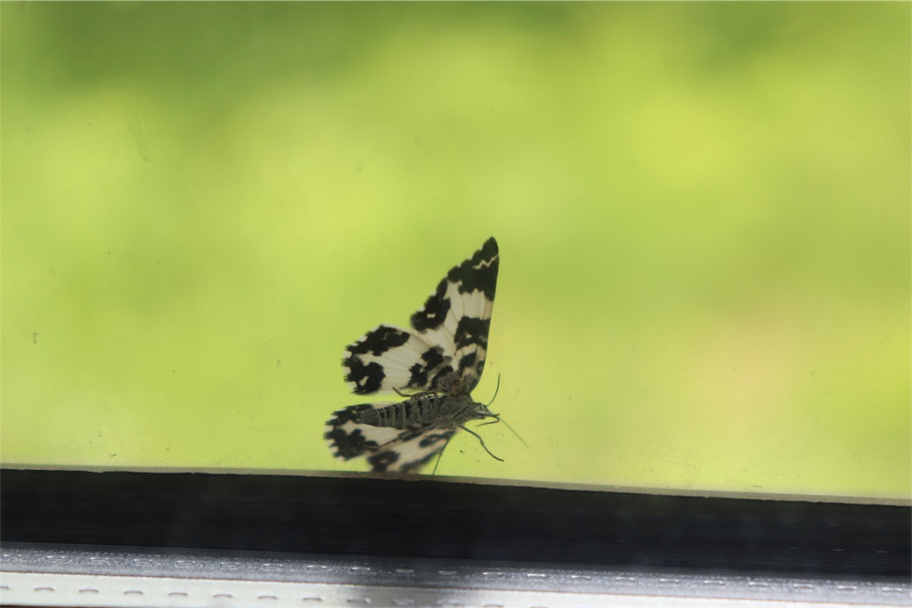 f:id:kapibara5168:20180610171105j:plain f:id:kapibara5168:20180610171105j:plain