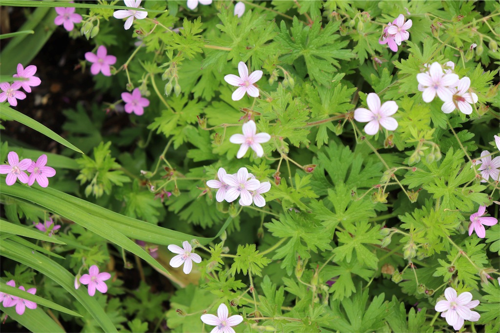 f:id:kapibara5168:20180612164316j:plain f:id:kapibara5168:20180612164316j:plain