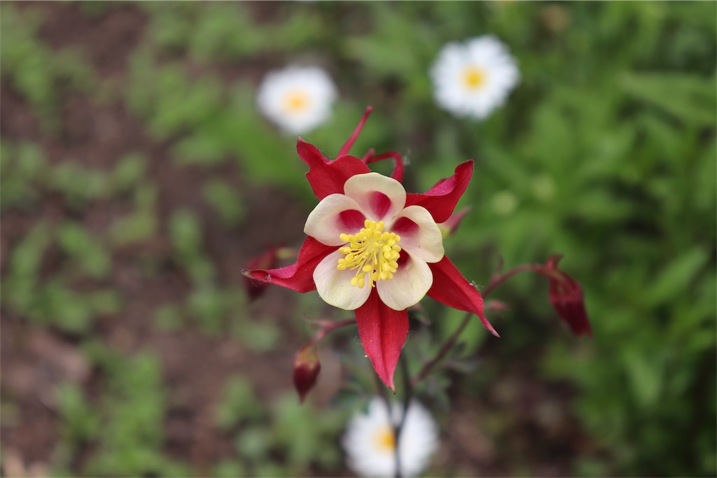 f:id:kapibara5168:20180612175314j:plain f:id:kapibara5168:20180612175314j:plain