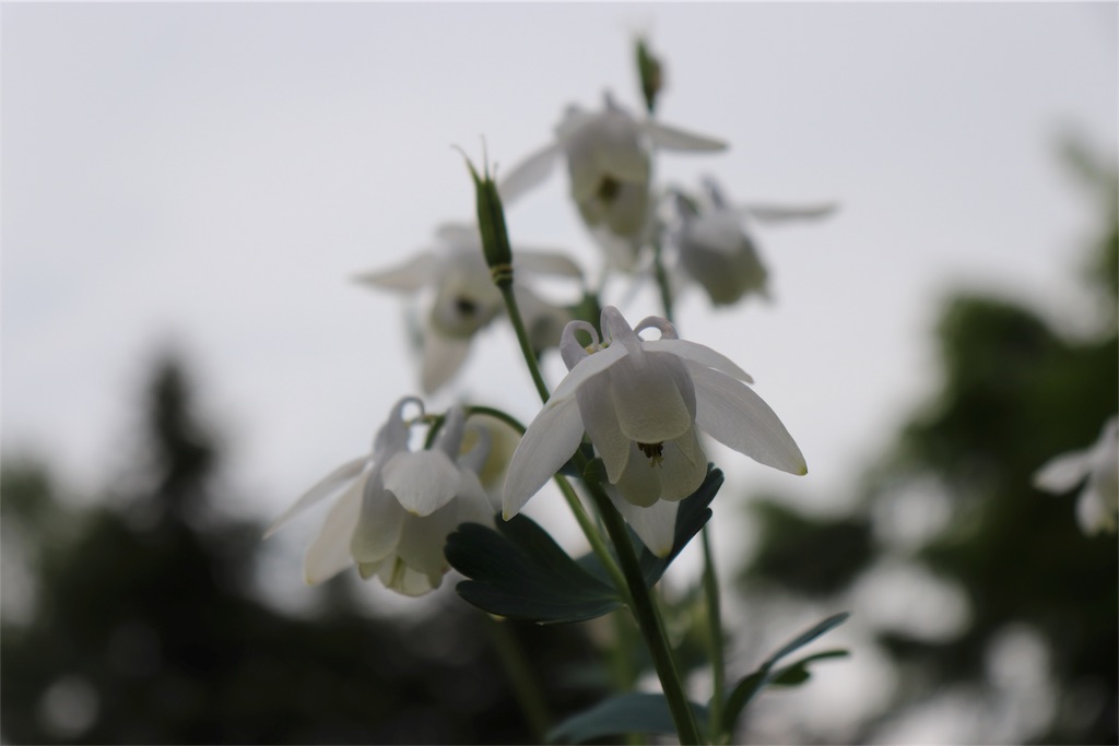 f:id:kapibara5168:20180612175318j:plain f:id:kapibara5168:20180612175318j:plain