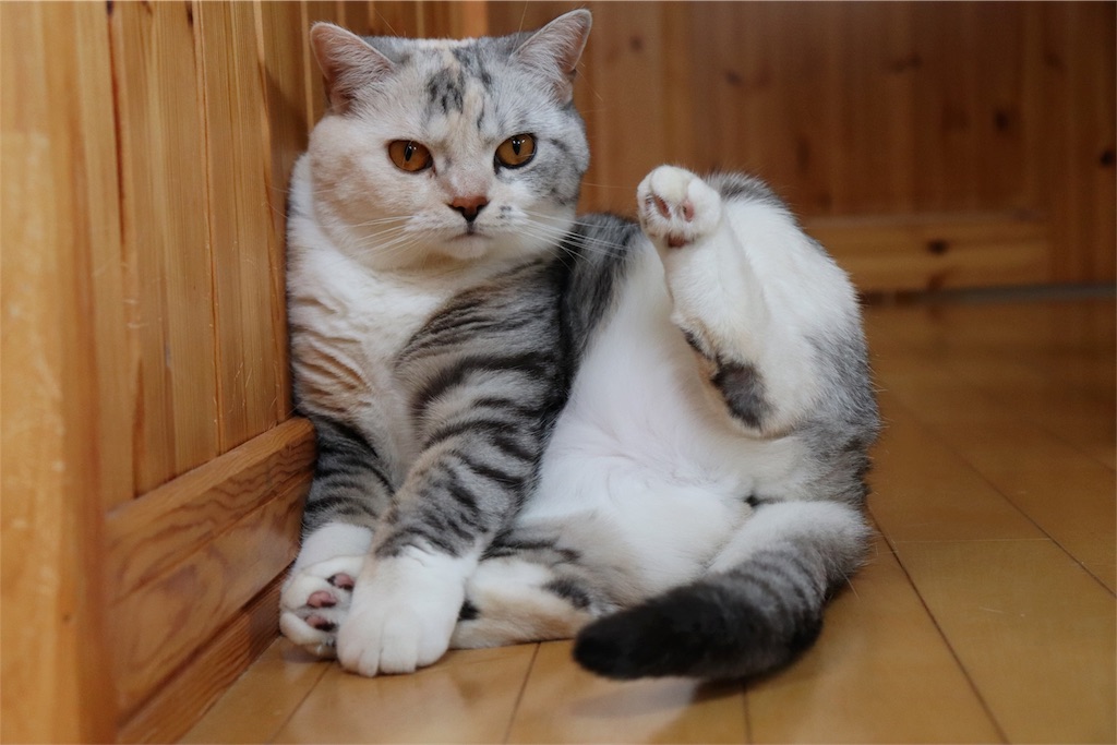 f:id:kapibara5168:20180615120518j:image f:id:kapibara5168:20180615120518j:image