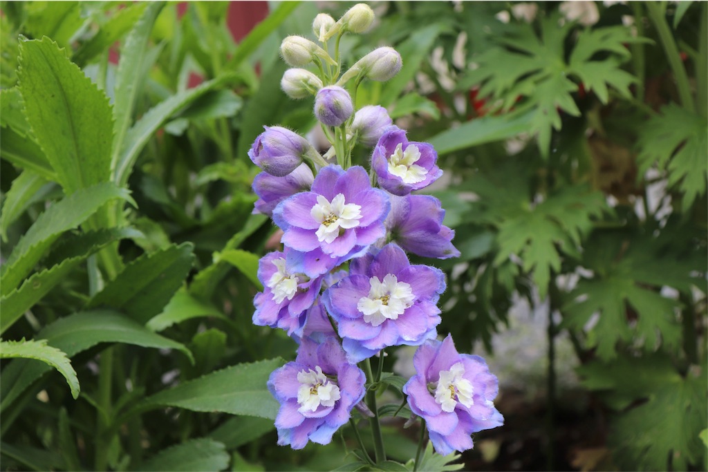 f:id:kapibara5168:20180616164357j:image f:id:kapibara5168:20180616164357j:image