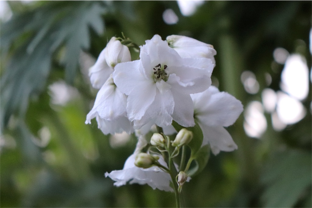 f:id:kapibara5168:20180616180330j:plain f:id:kapibara5168:20180616180330j:plain