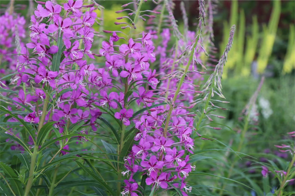 f:id:kapibara5168:20180626165949j:image f:id:kapibara5168:20180626165949j:image