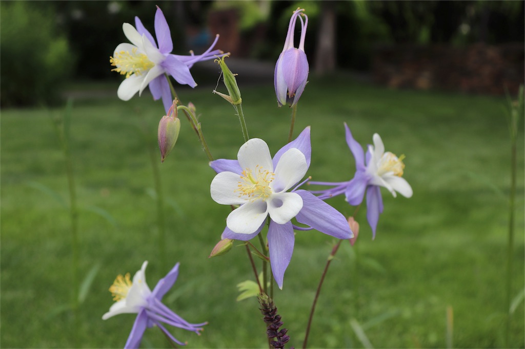 f:id:kapibara5168:20180626173709j:plain f:id:kapibara5168:20180626173709j:plain